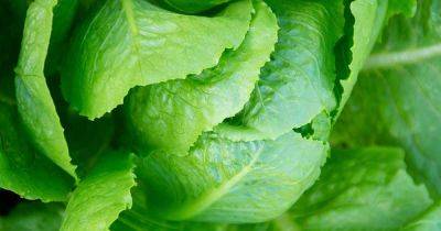 How to Plant and Grow Parris Island Cos Lettuce